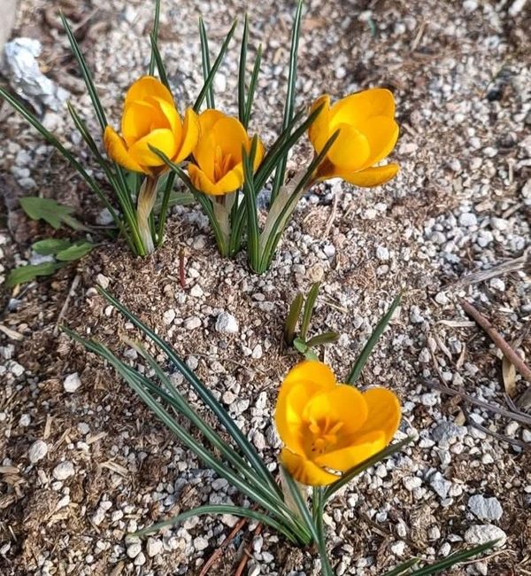 Kahramanmaraş’ın doğa harikası ilçesi Andırın’da, kışın ardından toprağın uyanışı sarı